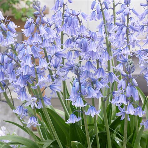 woody hyacinth|where to buy spanish bluebells.